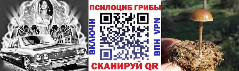 кракен ссылки  наркота  Каменногорск  Псилоцибиновые грибы Magic Shrooms 